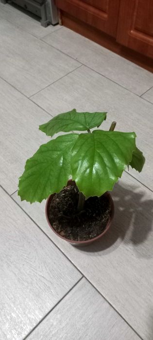 Кімнатна рослина Тетростігма