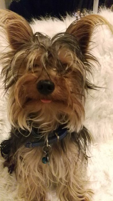 Yorkshire terrier Miniatura