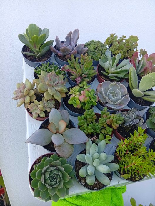 Suculentas conjunto 20 unidades