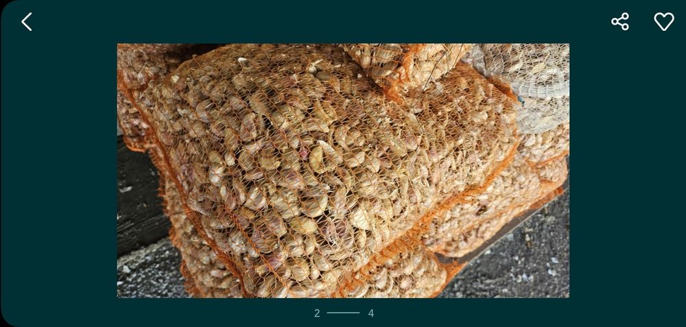 Czosnek w ząbkach 3 kg