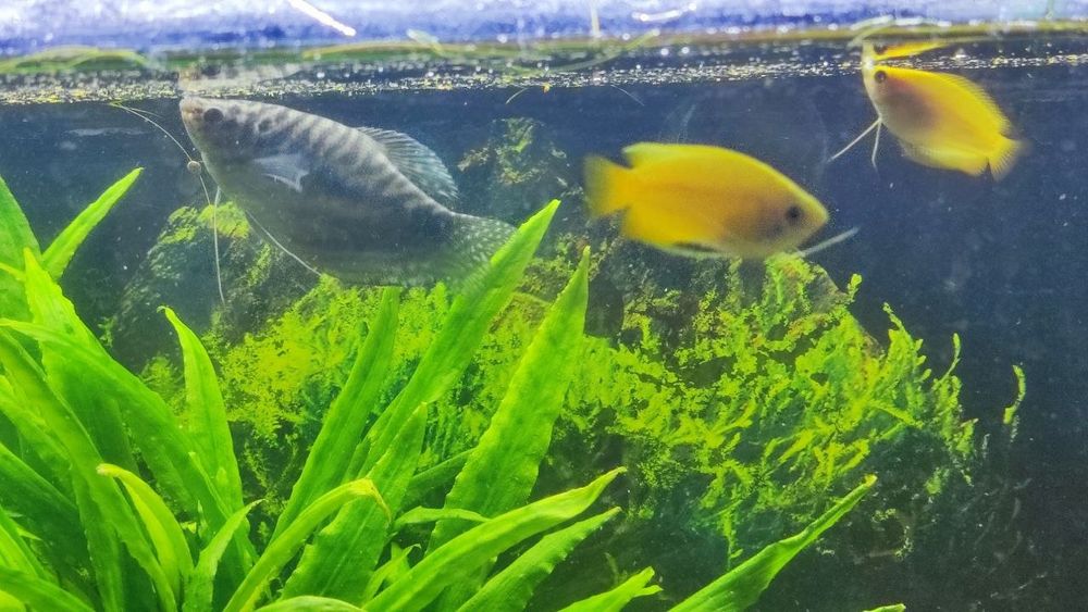 2 Gurami marmurkowe