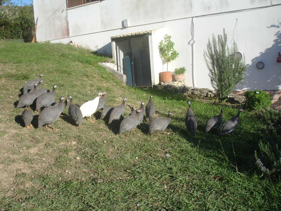 Galinhas da Guiné, vulgo Fracas
