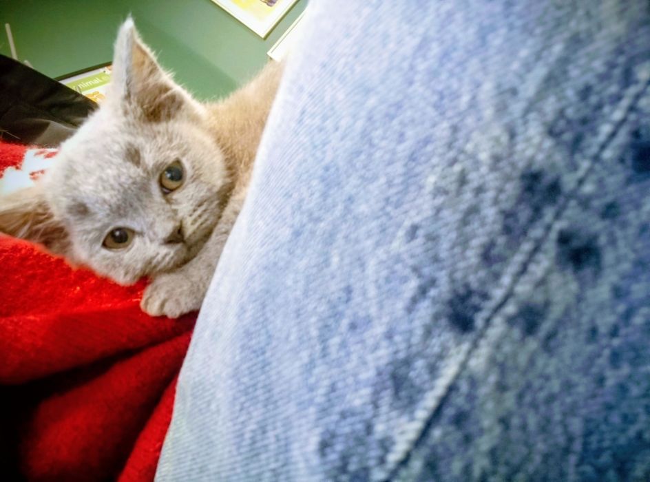 Kocurek niebieski brytyjski