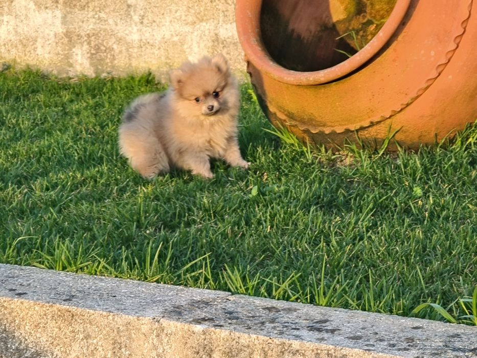 Spitz alemão anão menina