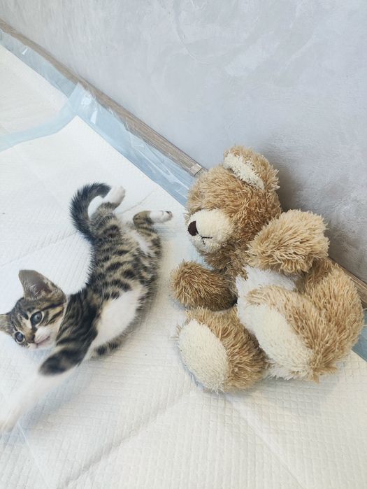 Отдам котенка девочку