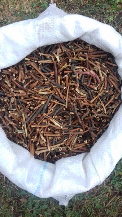 Продам сабельник болотный.