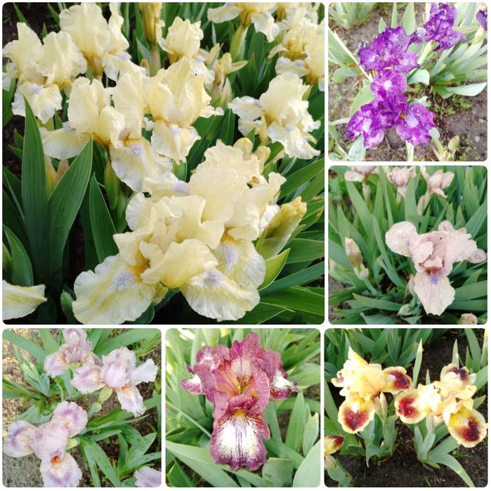 Карликові іриси (набір від 5 шт)