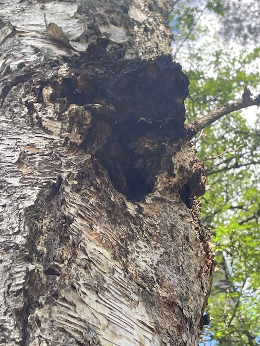 Błyskoporek podkorowy czaga 0,5 kg.