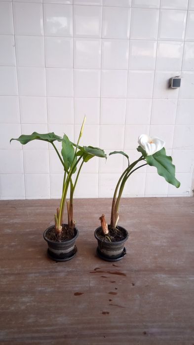 Yuka em vaso para jardim