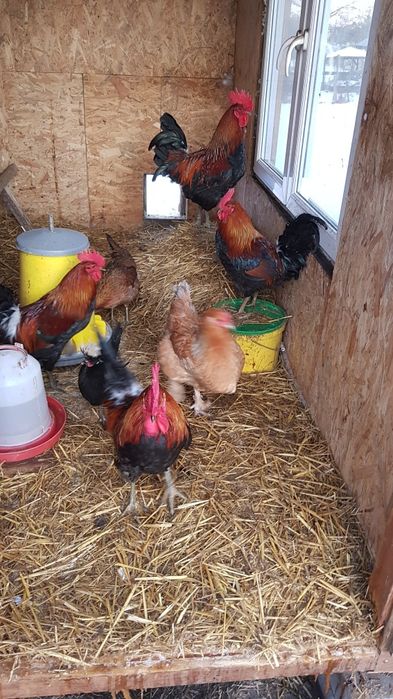 Koguty Zielononóżki