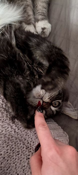 BELLATRIX koteczka Maine Coon