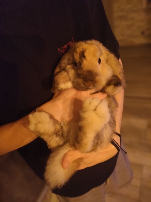 Sprzedam  KRÓLIKA Miniaturkę