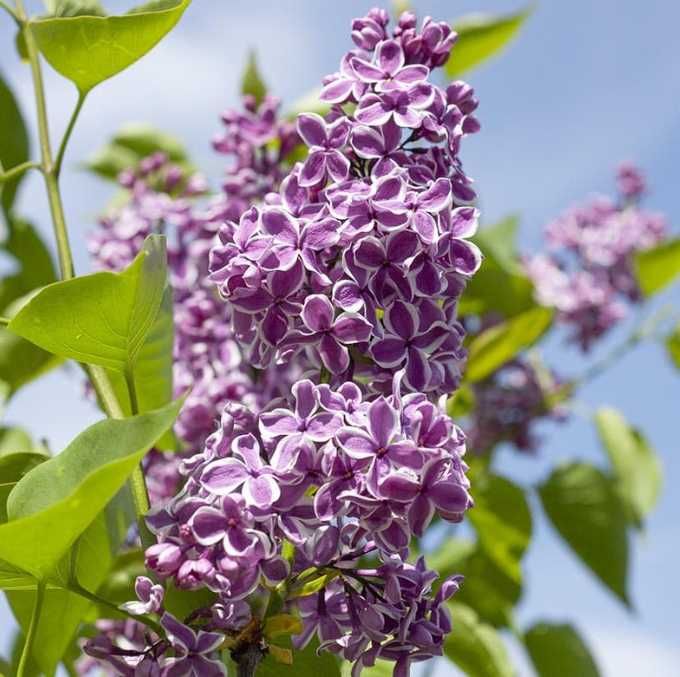 Bzy lilaki Syringa odmiany różne mayera