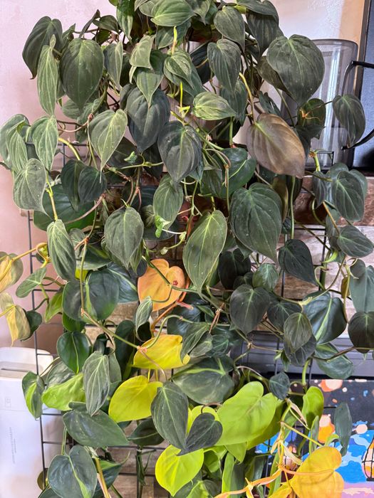 Філодендрон бразіл / міканс / сканденс грін