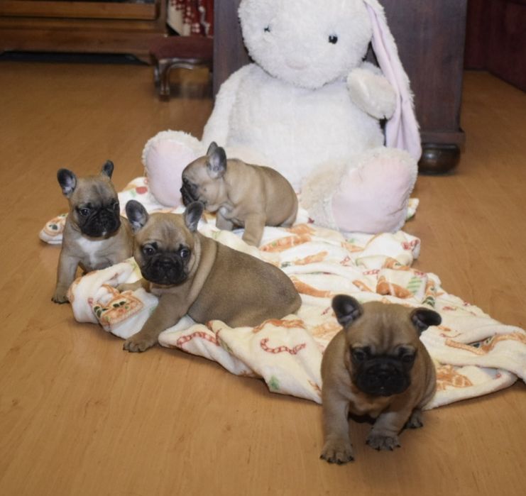 Buldog francuski Edzio