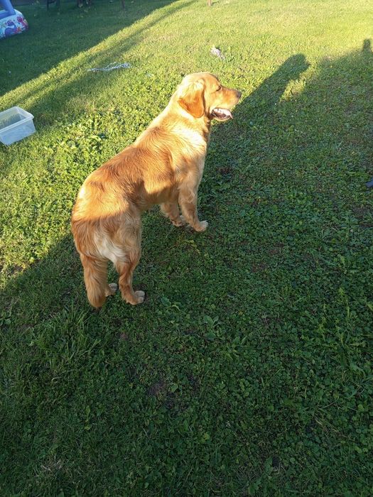 Golden retriever