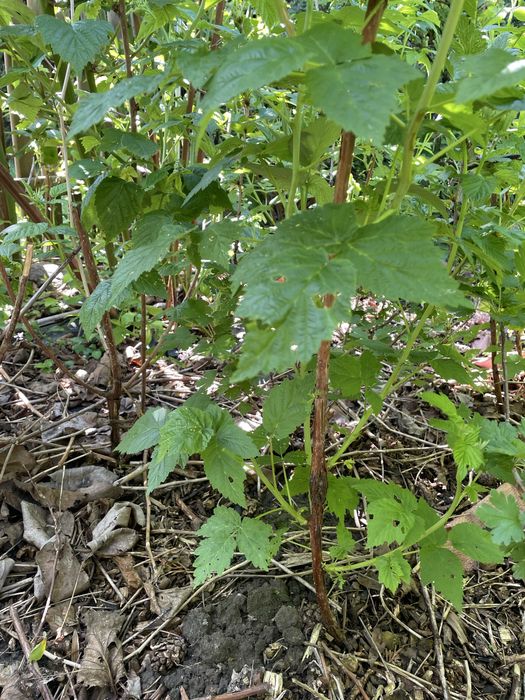 Sadzonka maliny czerwonej kopana z gruntu
