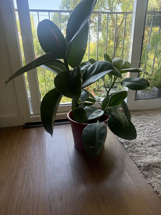 Ficus elastica 70 cm
