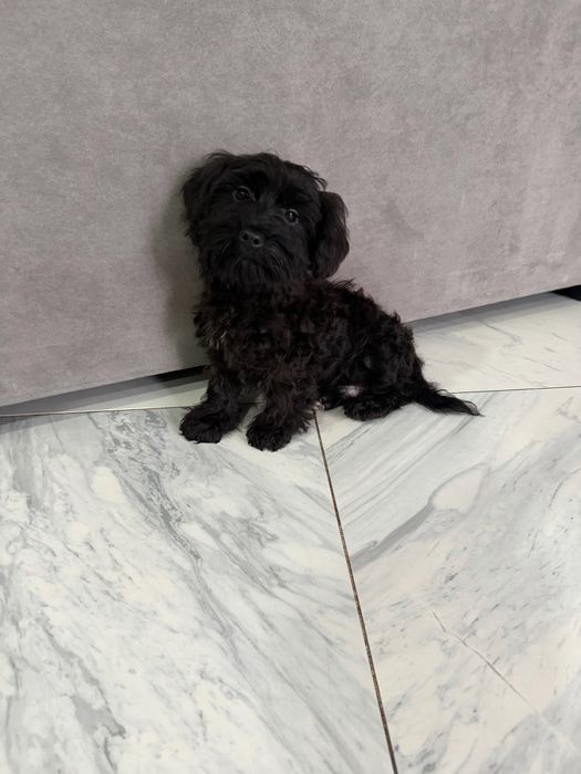 Yorkpoo mini macho