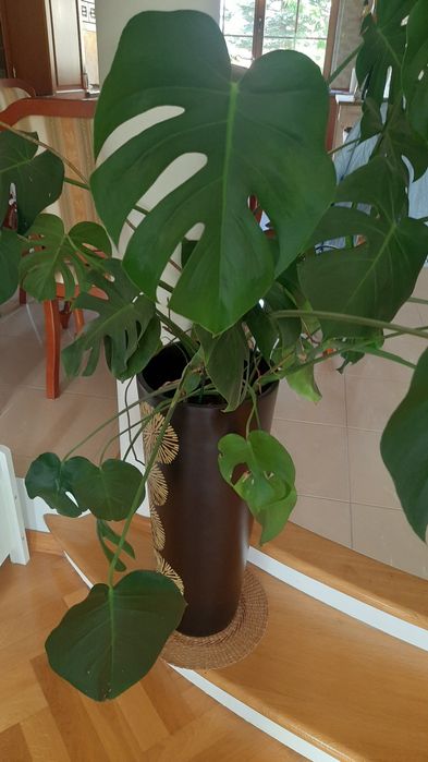 Duzy kwiat monstera