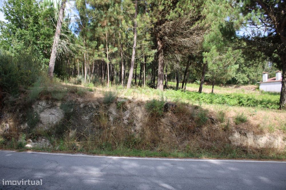 Terreno com pinhal e e mato a 15 minutos de Viseu