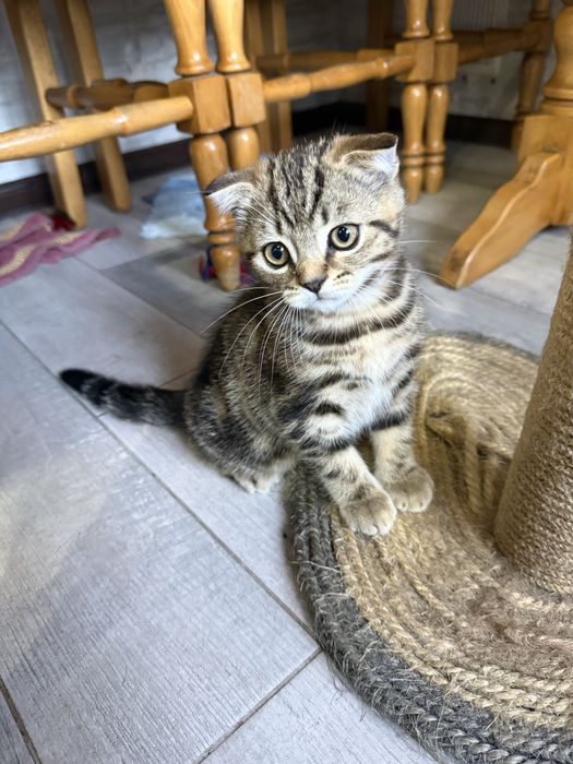 Красивые Котята Скотиш Стайт