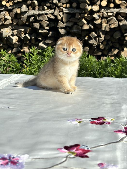 Чарівний малюк 1,5 місяців scottish fold