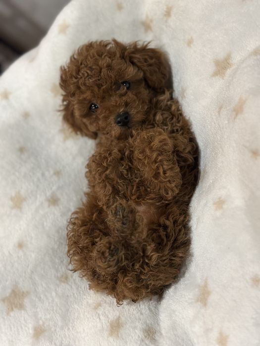 Щенки той пуделя