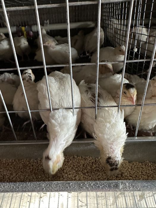 Перепела разного возраста