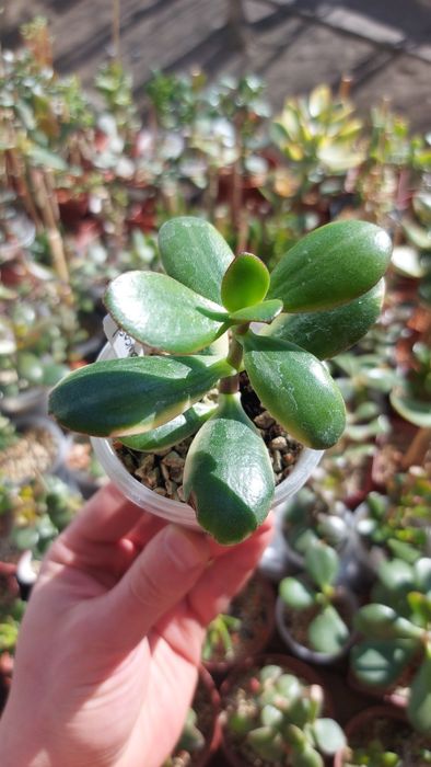 Крассула Ланкастер Crassula Lancaster  USA *rare crassula