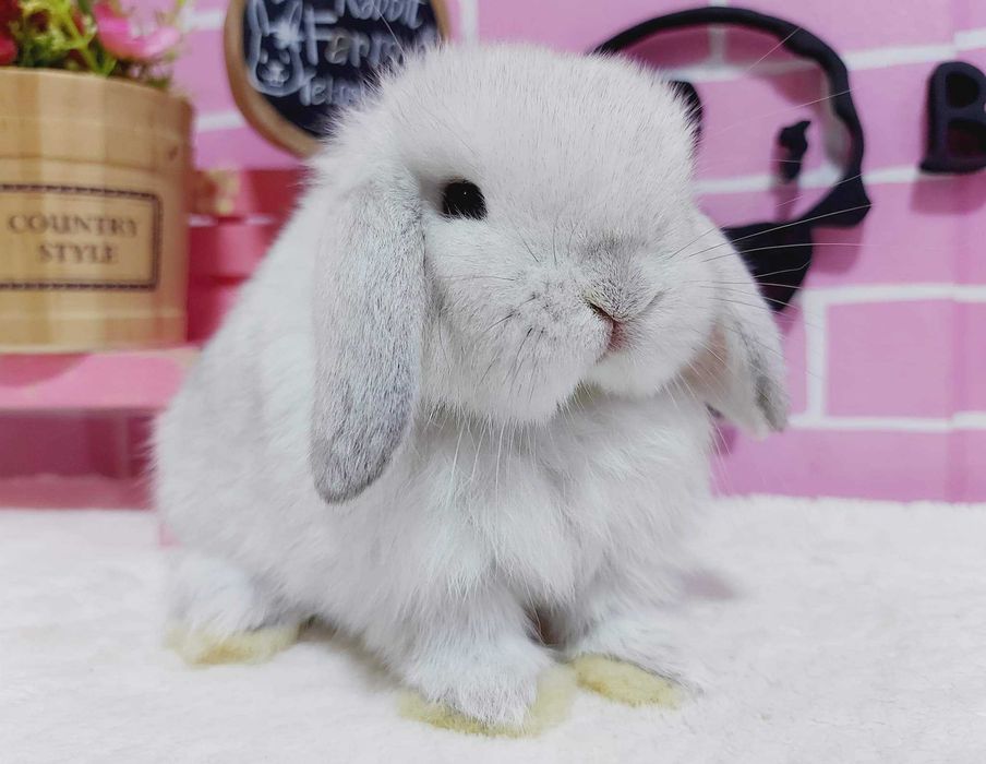 Coelhos anões orelhudos + gaiola nova + alimentação adequada