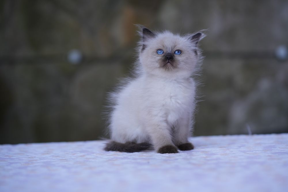 Kotka ragdoll odbiór lipiec Cattris