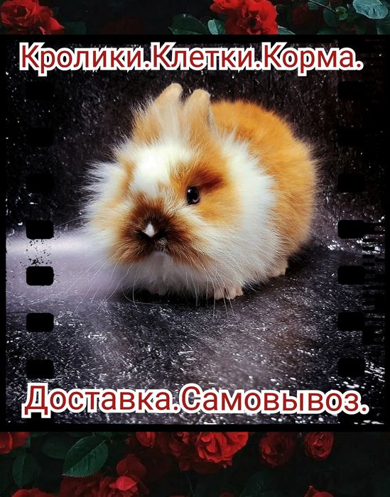 Карликовые мини кролики торчеухие и вислоухие баранчики,клетки,корм.