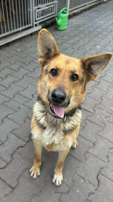 Chrupka suczka w typie owczarka sunia do adopcji Kalisz Poznan Wroclaw