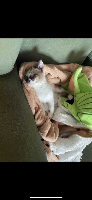 gato 3 meses para adoçao de ninhada