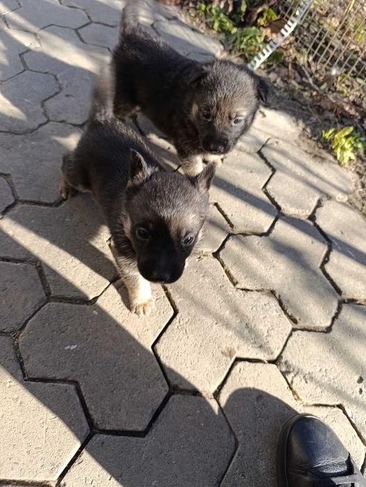 Віддам щенят в хороші руки.