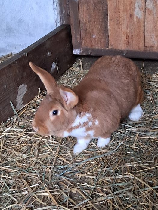 Sprzedam  króliki!
