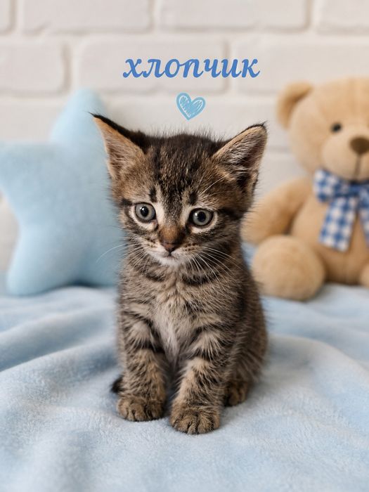 Котики шукають дім!