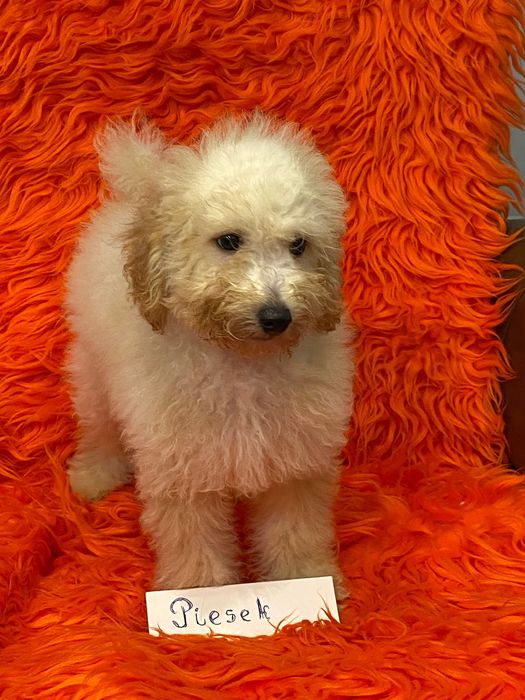 Sprzedam piękne cockapoo