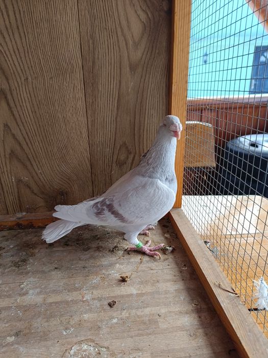 Gołębie staropolskie