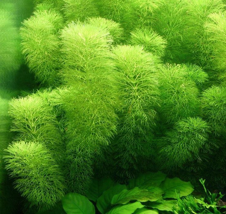 Limnophila sessiliflora – Planta de Crescimento Rápido e Fácil