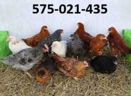 Kury nioski Rosa z wolnego wybiegu. Messa Leghorn z jajkiem. Dowóz.