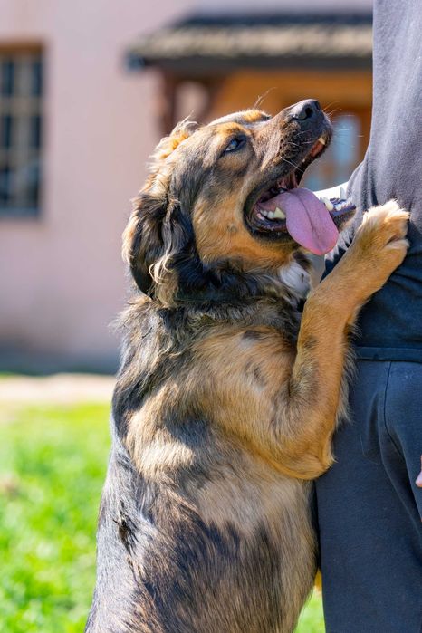 BIMBER- młody, kontaktowy pies