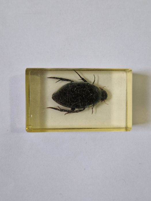 Coleção Bichos Salvat