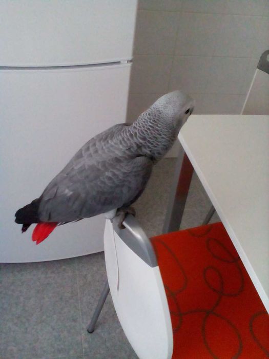Papagaio Cinzento de Cauda Vermelha