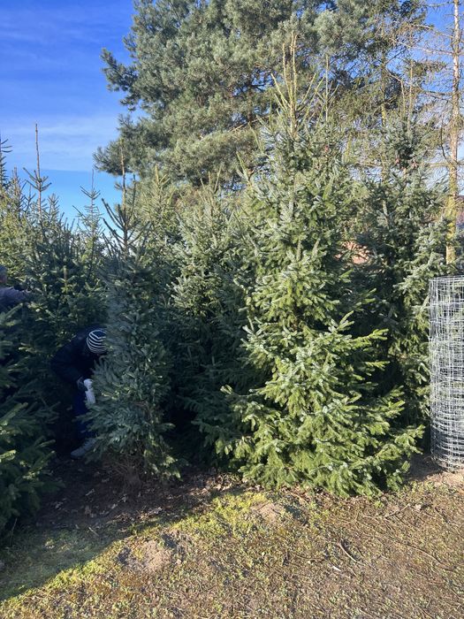 Świerk Serbski z bryłą z plantacji, o wysokości 3-4m Sadzimy