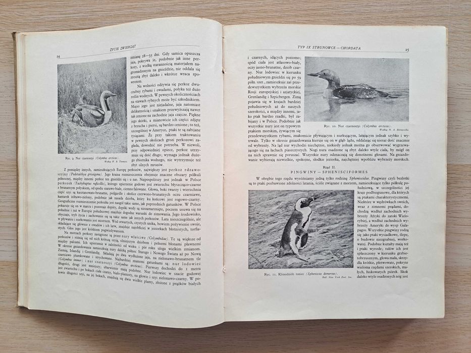 1936 rok. Życie zwierząt. Brehm