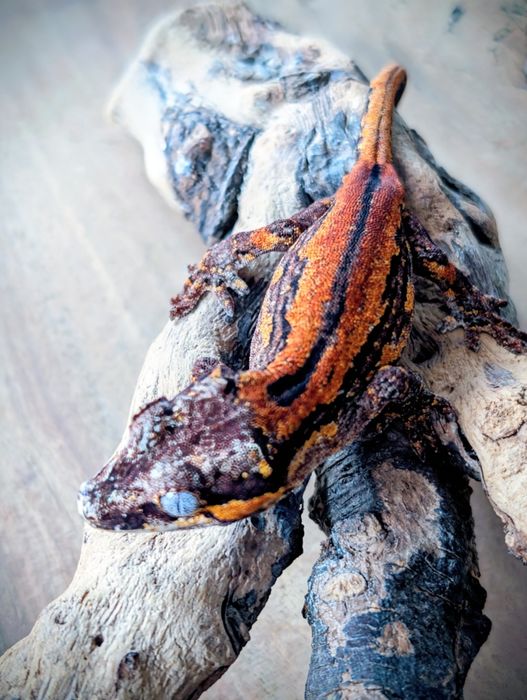 Gekon nie orzęsiony z Nowej Kaledonii