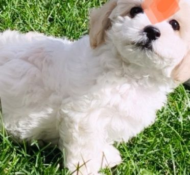 Бішони-пухнасті янголи