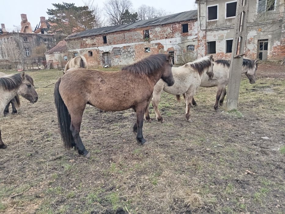 Klacze konik polski